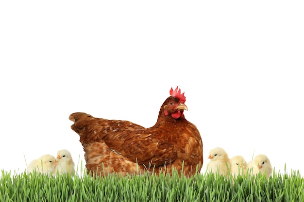 Gallina con lindos pollos en hierba verde sobre fondo blanco.
