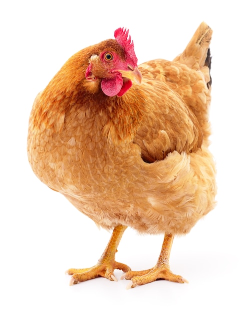 Gallina marrón aislada en blanco, tiro del estudio