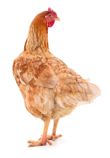 Gallina marrón aislada