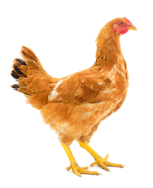 Gallina marrón aislada