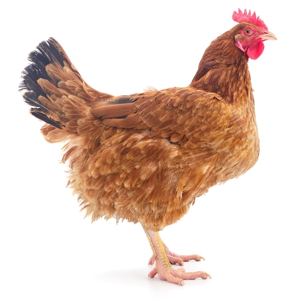 Gallina marrón aislada