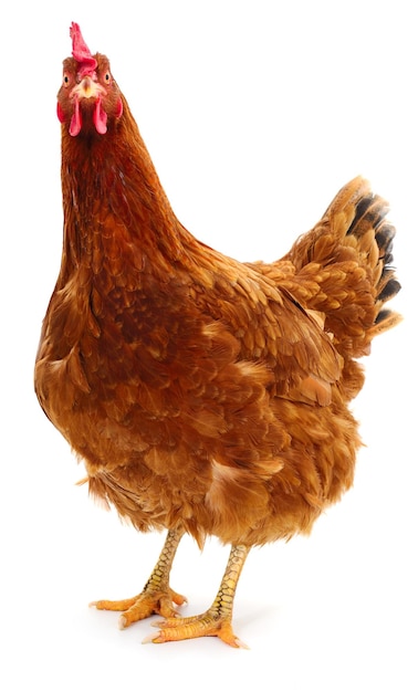 Gallina marrón aislada