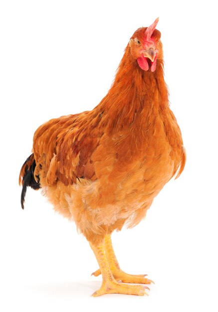 Gallina marrón aislada