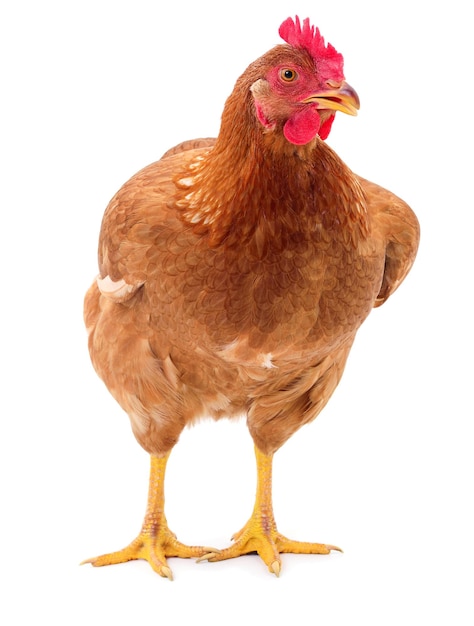 Gallina marrón aislada