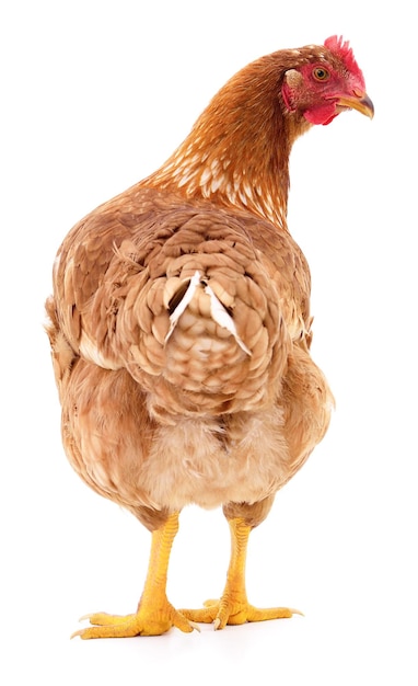 La gallina marrón aislada