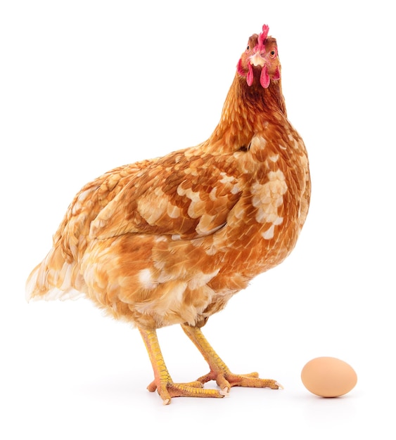 Foto gallina marrón con huevo