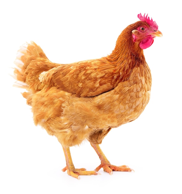 Gallina marrón joven aislada sobre fondo blanco