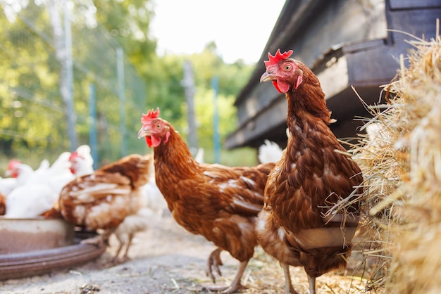 La gallina marrón picoteando el alimento en el patio soleado de la granja, los pollos en libertad en la granja ecológica.