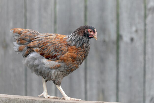 Gallina marrón con plumas moteadas camina con orgullo sobre la tabla de madera