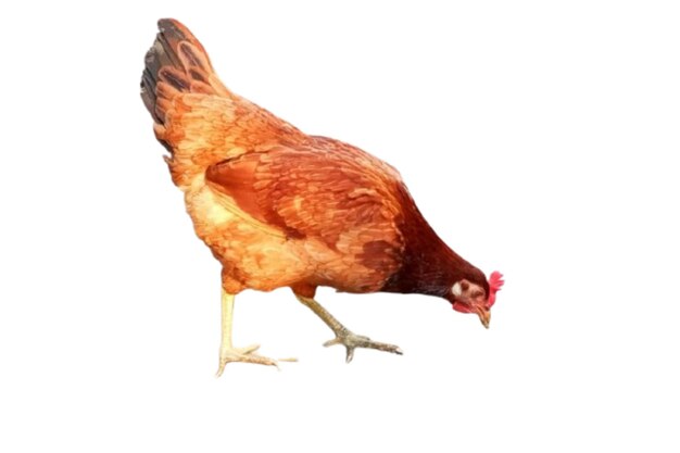 Gallina marrón sobre un fondo blanco