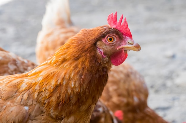 Gallina mirando porque tiene curiosidad