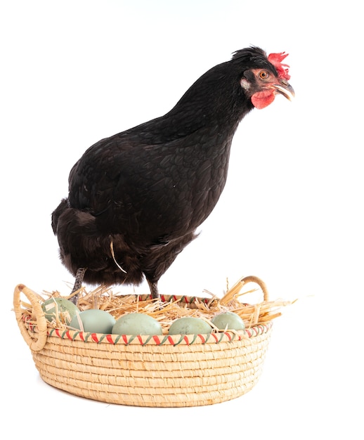 Gallina negra en una canasta de mimbre con huevos aislados