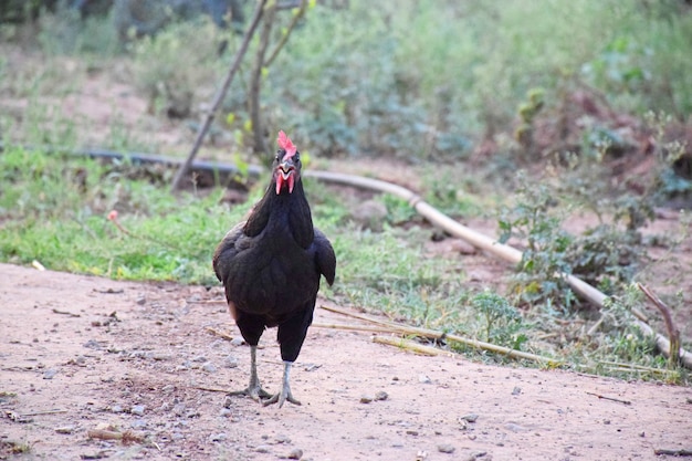 Gallina negra en corral