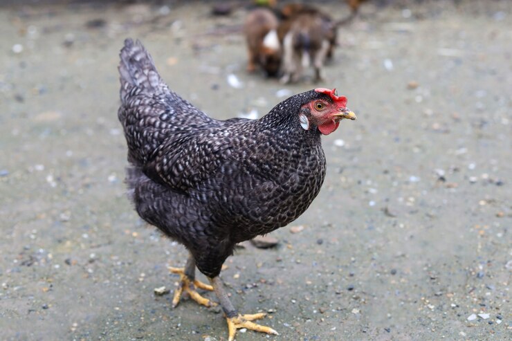 La gallina negra se queda y se relaja en el suelo del jardín.
