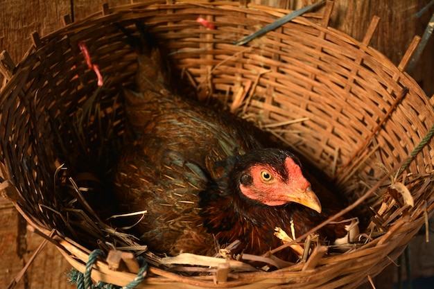 La gallina en el nido.