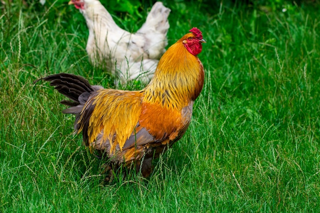 Gallina y pasto verde