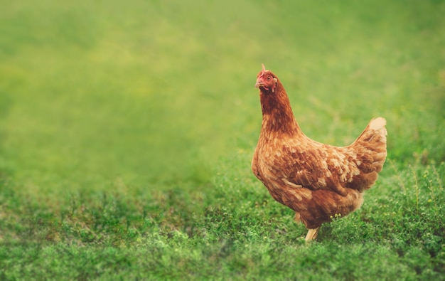 Una gallina en pasto verde