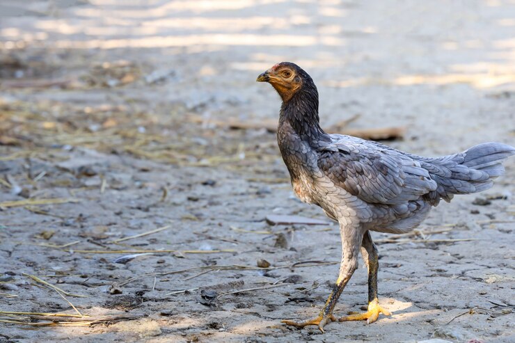 La gallina de pelea es pararse y caminar en el jardín en Tailandia