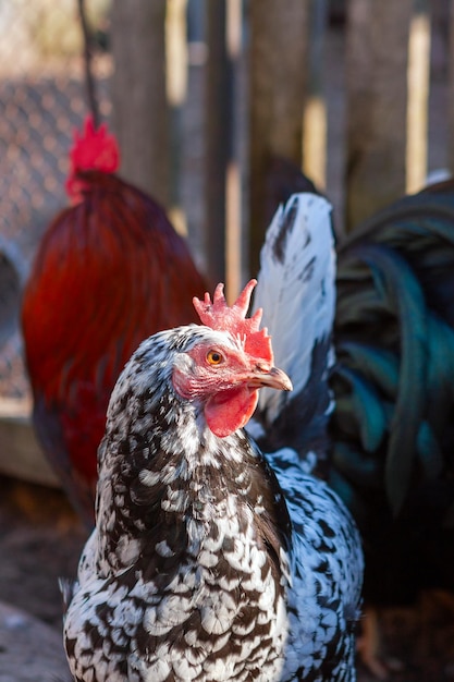 Una gallina con un plumaje abigarrado brillante y un gallo rojo en la granja