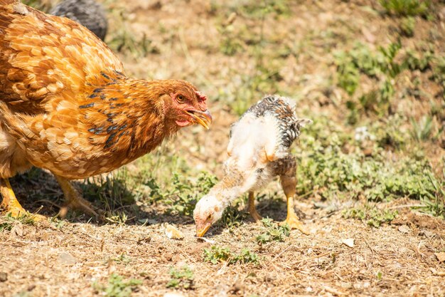 Foto gallina con pollito comiendo en el campo