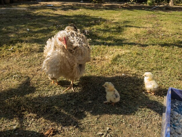 Gallina con pollito recién nacido