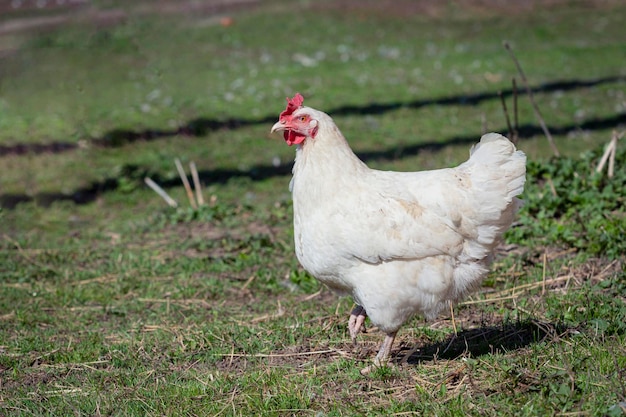 Una gallina ponedora blanca camina libremente por el pueblo.