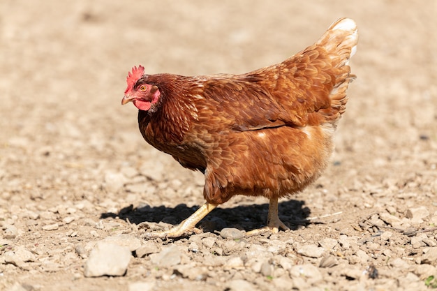 Gallina ponedora roja al aire libre en un piso de tierra