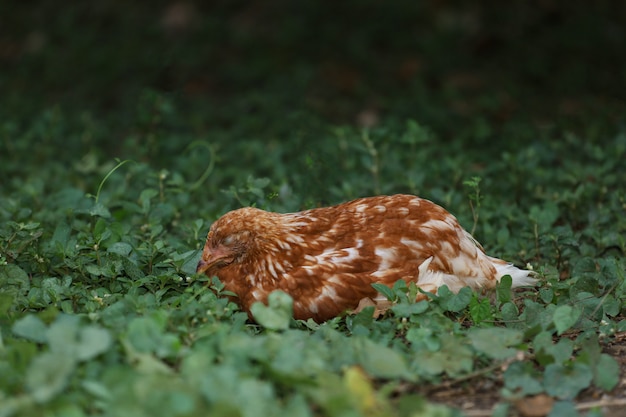 La gallina roja de Rhode Island es dormir y descansar en el jardín en Tailandia
