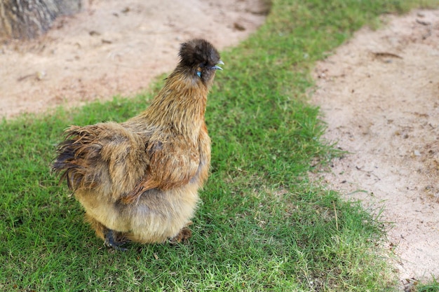 La gallina Silkie vive en el jardín de hierba.