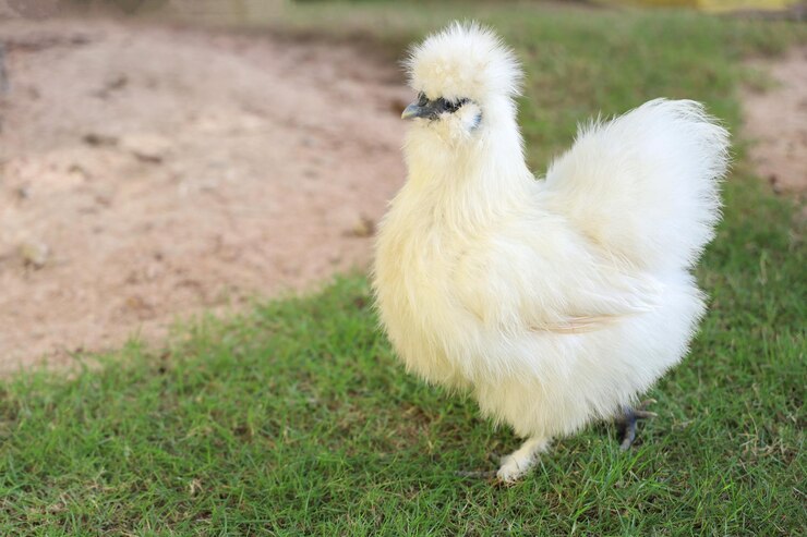 La gallina Silkie vive en el jardín de hierba.