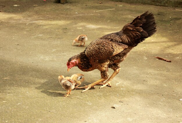 Gallina y su pollo