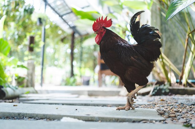 Gallina volando y recogiendo hierba en el campo