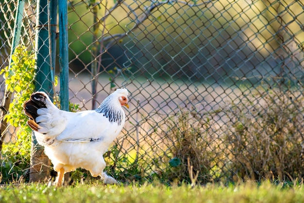 Las gallinas se alimentan del corral rural tradicional.