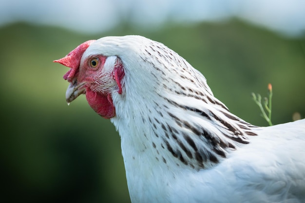 Las gallinas se alimentan del tradicional corral rural en los días soleados. Detalle de cabeza de gallina. Pollos sentados en gallinero. Primer plano de pollo parado en el granero con el gallinero. La cría de aves de corral en libertad