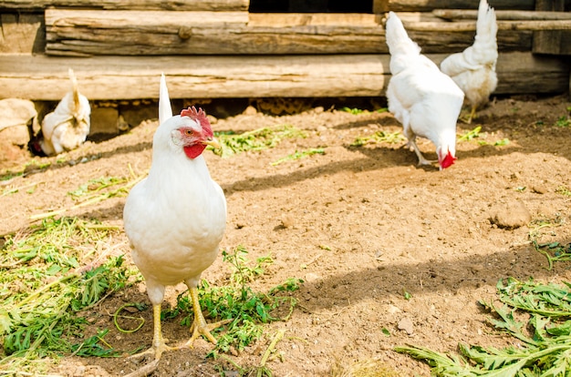 Las gallinas blancas caminan libremente por el corral en busca de comida. Pollos en el primer plano del gallinero.