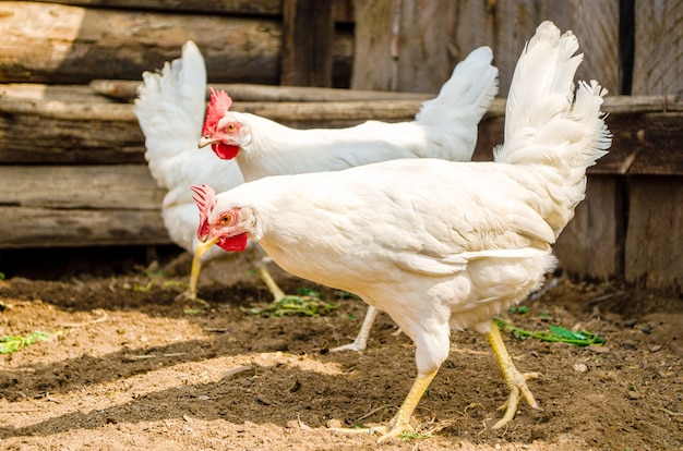 Las gallinas blancas caminan libremente por el corral en busca de comida. Pollos en el primer plano del gallinero.