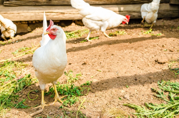 Las gallinas blancas caminan libremente en el corral en busca de comida.