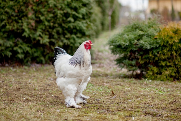 Las gallinas blancas sanas crecidas en hierba verde afuera en yarda rural en viejo fondo de madera de la pared del granero saltan en día soleado brillante. Concepto de producción de pollos, carne y huevos sanos