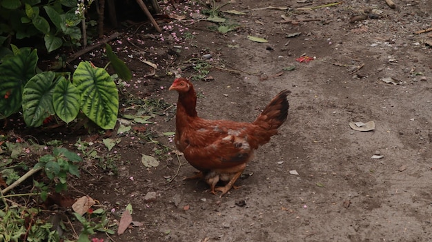 gallinas camperas en busca de comida en el campo