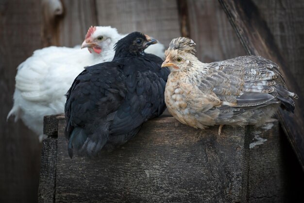 Gallinas de color marrón, blanco y negro sentadas en la vieja caja de madera