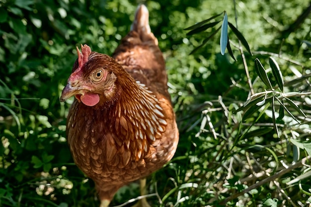 Foto las gallinas domésticas que pastan en libertad en una granja tradicional de aves de corral ecológicas