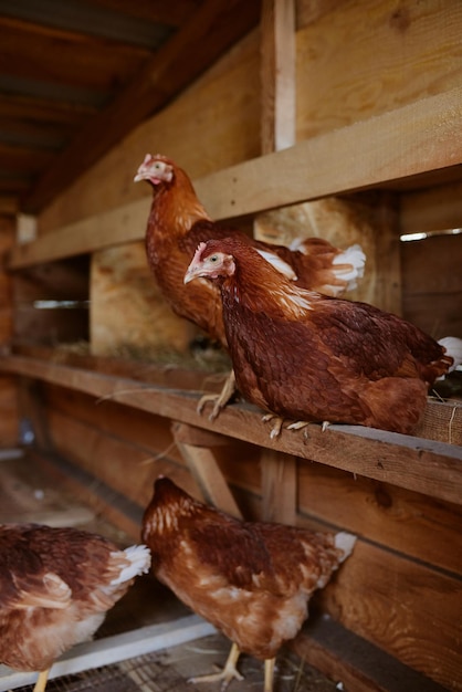 Las gallinas están sentadas en el gallinero de la granja de aves de corral ecológica.