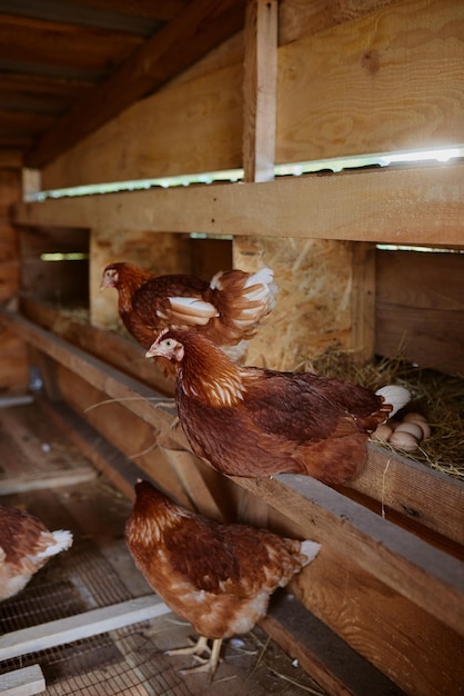 Las gallinas están sentadas en el gallinero de la granja avícola ecológica granja de pollos freerange