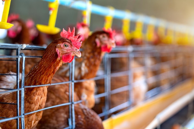 Gallinas en fábrica Pollos en jaulas