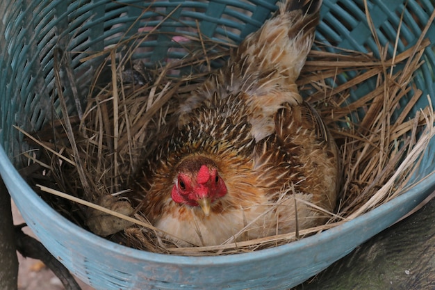 Foto gallinas, gallinas están incubando huevos en el nido