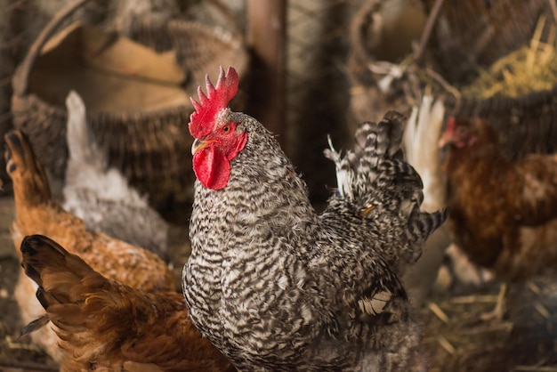 Gallinas en gallinero Gallinas en gallinero Pollo en gallinero Bio pollos en una granja casera