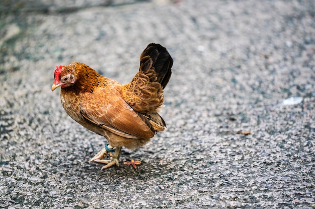 Gallinas gallo