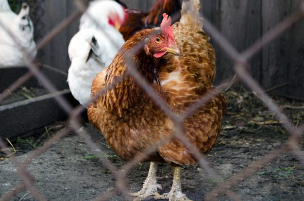 Gallinas en una granja de casa de campo. Ver a través del gallinero