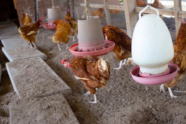 Gallinas en la granja de pollos Gallinero orgánico