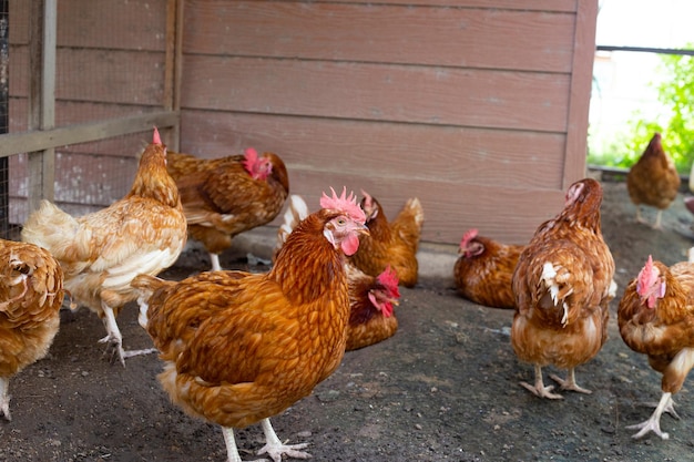 Gallinas en la granja de pollos Gallinero orgánico